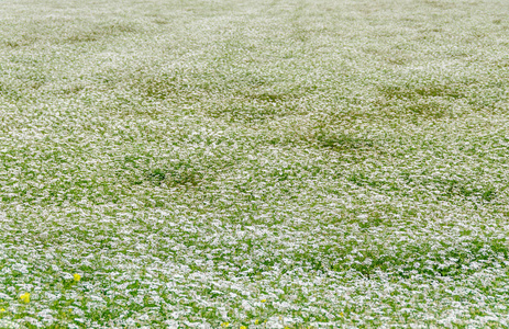 蓍蓍 millefolium 花的田园田野