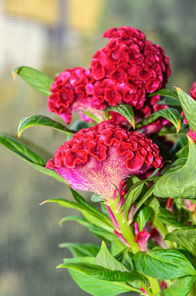 深红色的仙人掌花属西洛西亚鸡冠