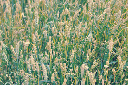 背景与成熟的黄色小麦