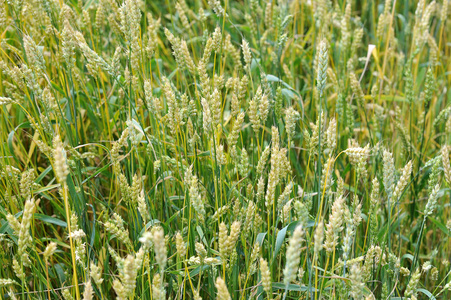背景与成熟的黄色小麦