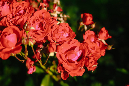 红茶玫瑰花
