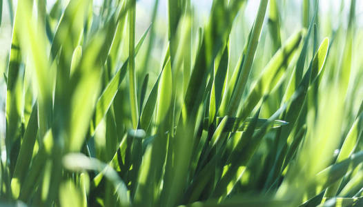 软散焦春背景与朝阳和散景在郁郁葱葱的绿色草地