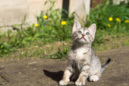 小花猫在外面玩耍图片