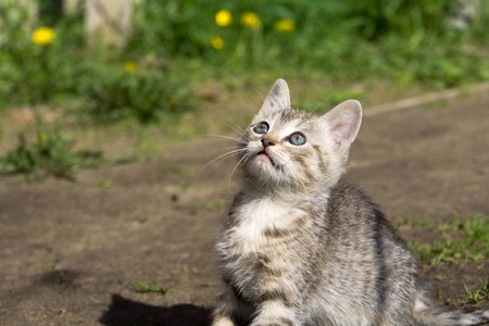 小花猫在外面玩耍