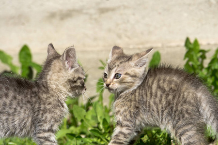 小花猫在外面玩耍