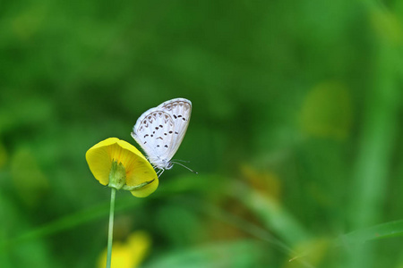 蝴蝶更少的草蓝色坐在黄色的花朵上花生四烯