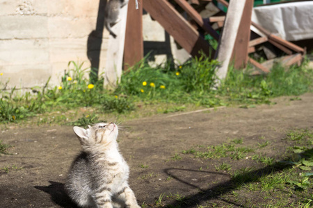 小花猫在外面玩耍