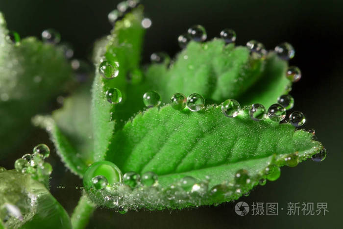 野生动物。 宏观经济。 露珠滴落在美丽的花朵上。 眼泪背景