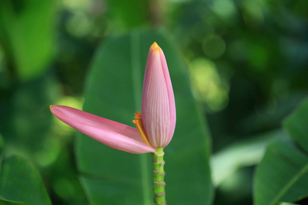 粉红色的香蕉花是美丽的自然