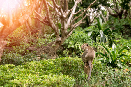 单猴坐在树桩在泰国热带森林与副本