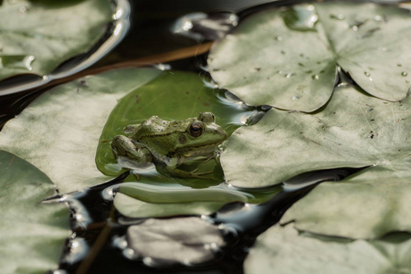 一只绿色的青蛙坐在满是睡莲的池塘里