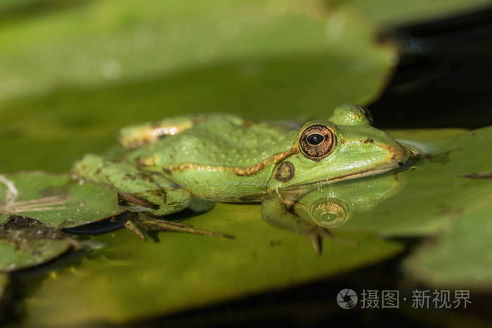 一只绿色的青蛙坐在满是睡莲的池塘里