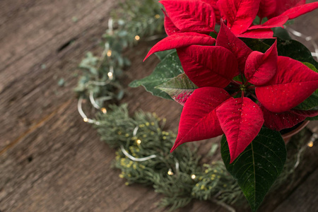 装饰, 庆祝, 寒假概念。令人惊叹的鲜红的一品红, 圣诞前夕的花朵, 正生长在靠近针叶树花环的花盆里。