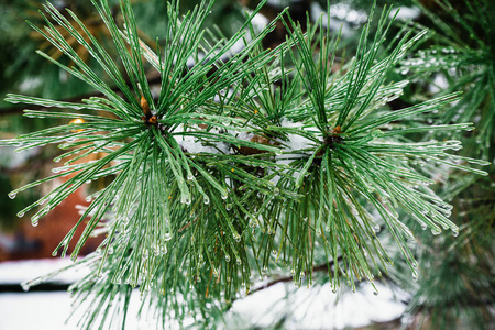 雪林中的圣诞树背景与冬季严寒冬季景观的模糊背景