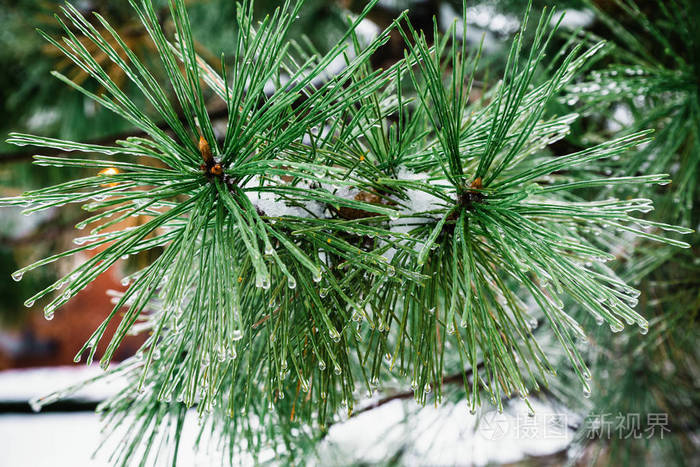 雪林中的圣诞树背景与冬季严寒冬季景观的模糊背景