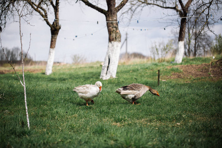 村里的野白色和 Greylag 鹅。农家鹅