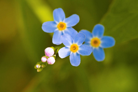 大自然中微小的蓝色花朵的宏观忘记了我和五颜六色的草背景。快关门。