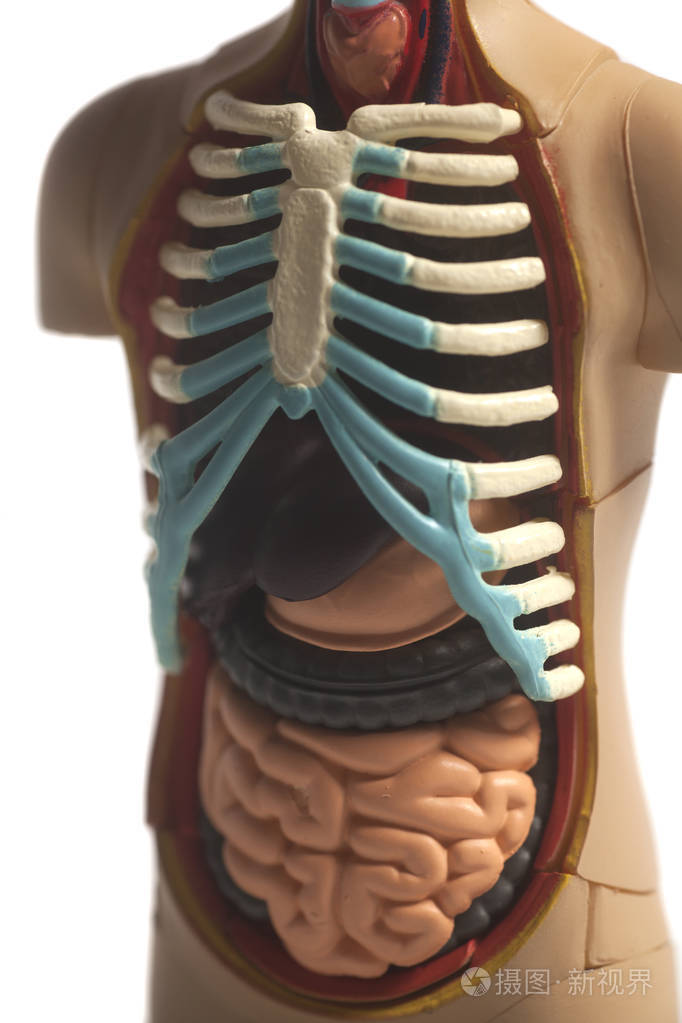 人体解剖模型