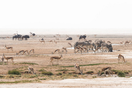 纳米比亚水坑大型动物聚会图片