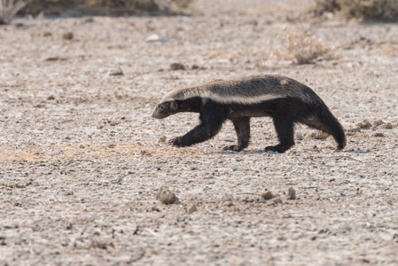 蜂蜜獾奔跑外形沙漠图片