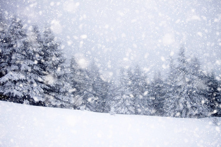 大雪覆盖的冷杉树圣诞节背景
