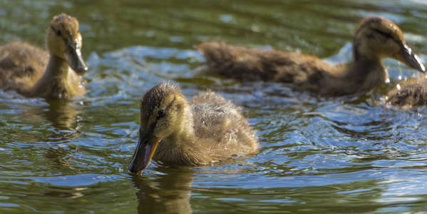 野鸭漂浮在河上, 在一个温暖的夏日