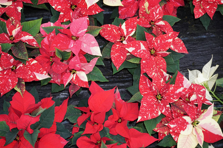 波内塞蒂亚圣诞明星植物细节
