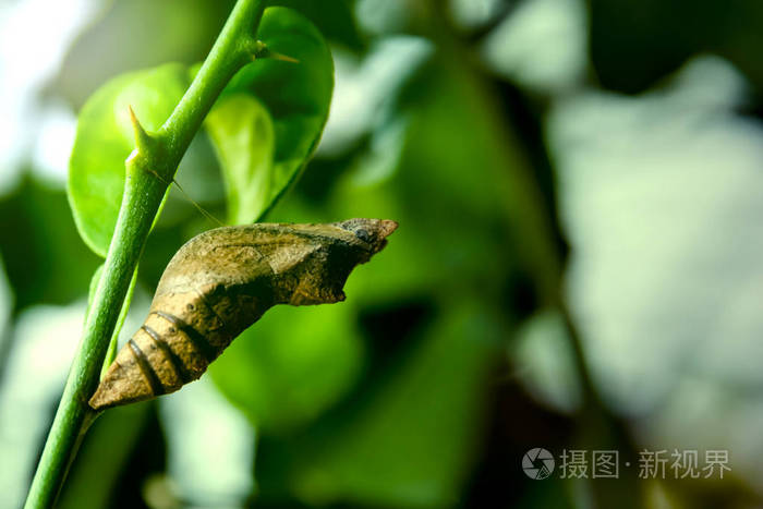 蝴蝶蛹的软焦jpg