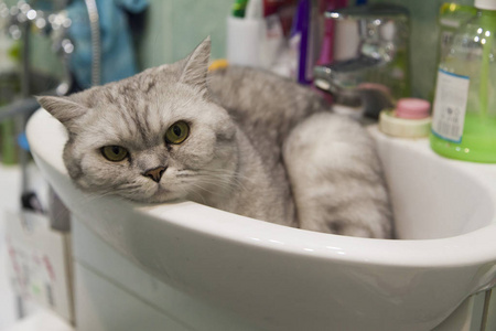 水槽里的猫照片 正版商用图片10djli 摄图新视界 水槽里的猫照片 正版商用图片10djli 摄图新视界