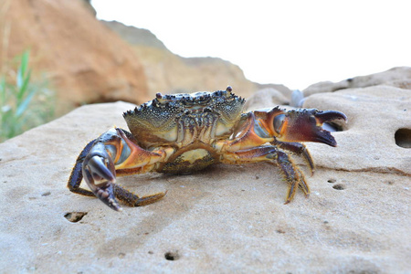 海滩上的黑海石蟹照片