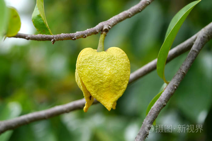 关闭树上的番红花花