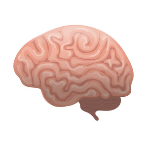 人脑的图标, 扁平的风格。内部器官标志侧面视图, 在白色背景隔绝。矢量插图