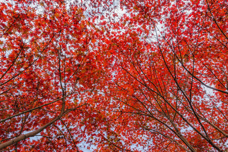 张家界森林公园五颜六色的树冠图片