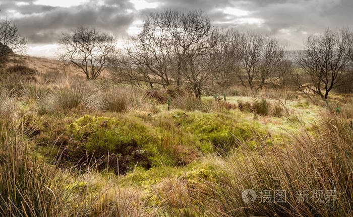 英国北部荒原的自然景象