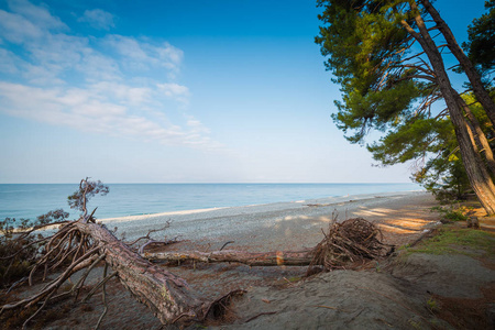 在平静温暖的夏日，沙滩上倒下的松树