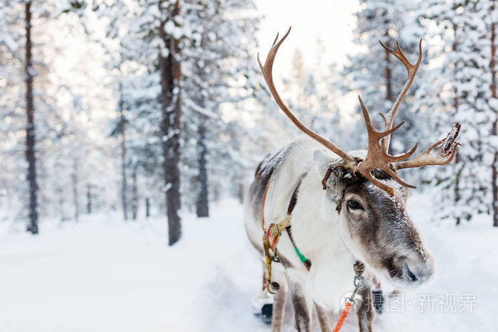 在芬兰的拉普兰驯鹿safari