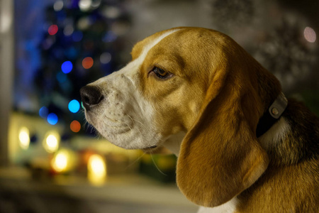 圣诞灯背景下的狗肖像猎犬