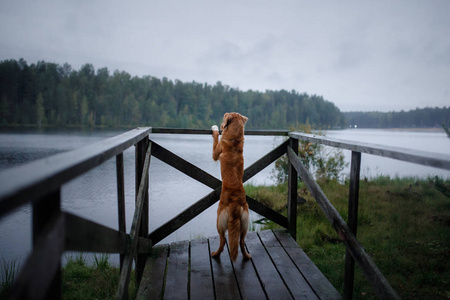 在森林湖的一个木墩上鸣叫猎犬
