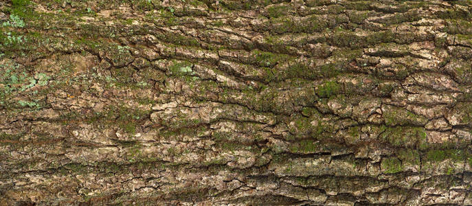 绿色苔藓和 l 的树的棕色树皮的浮雕纹理