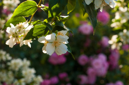 茉莉花生长在花园里的灌木上，有阳光。