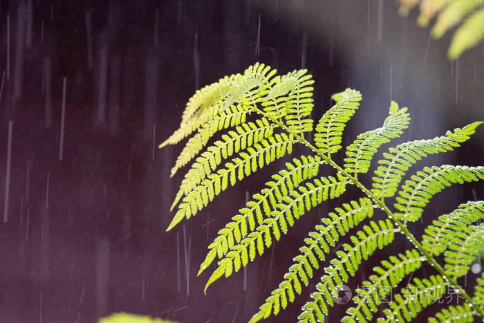 森林中的热带雨