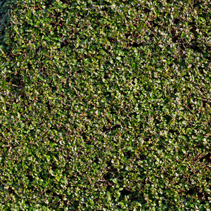 自然的绿色叶墙 生态友好的背景