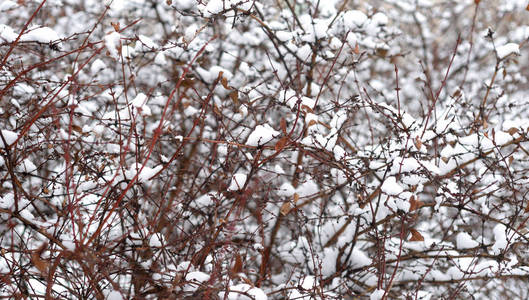 分支机构覆盖着雪