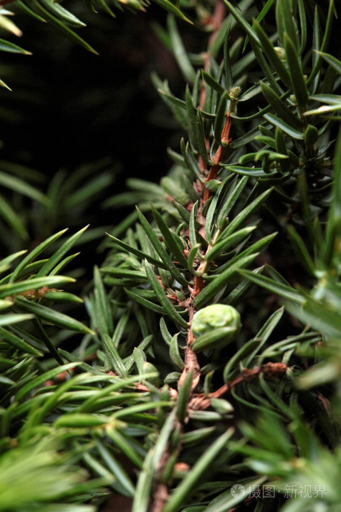 树上的大杜松浆果特写自然摄影