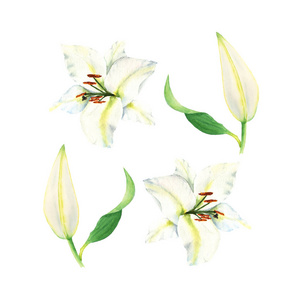 白色百合的水彩花, 明亮的花元素在白色被隔绝