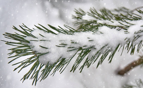 雪覆盖的冷杉分枝下