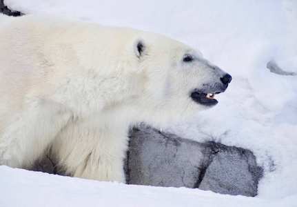 冬天的大北极熊
