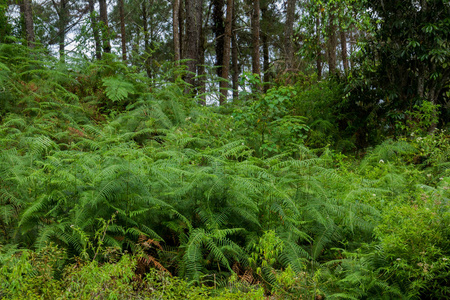 印度尼西亚萨莫西尔岛密丹森林中的蕨类植物Cyathe a足藻。