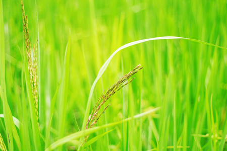 水稻种植在字段中