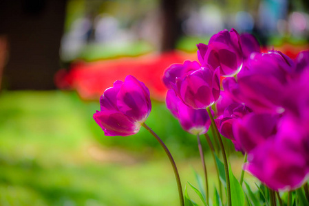 盛开的紫色郁金香的背景与绿色背景在埃米尔甘公园。 伊斯坦布尔土耳其。